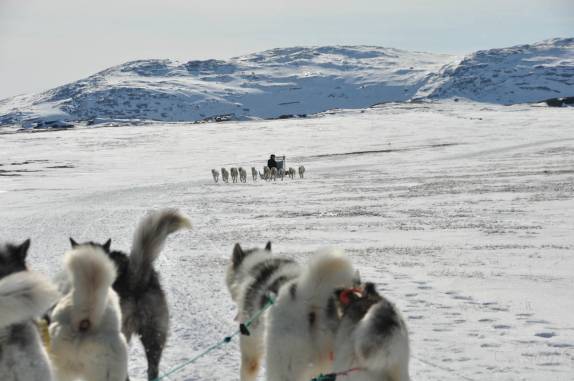Passeio de dogsleding nas lindas paisagens de Ilulissat, na Groelândia